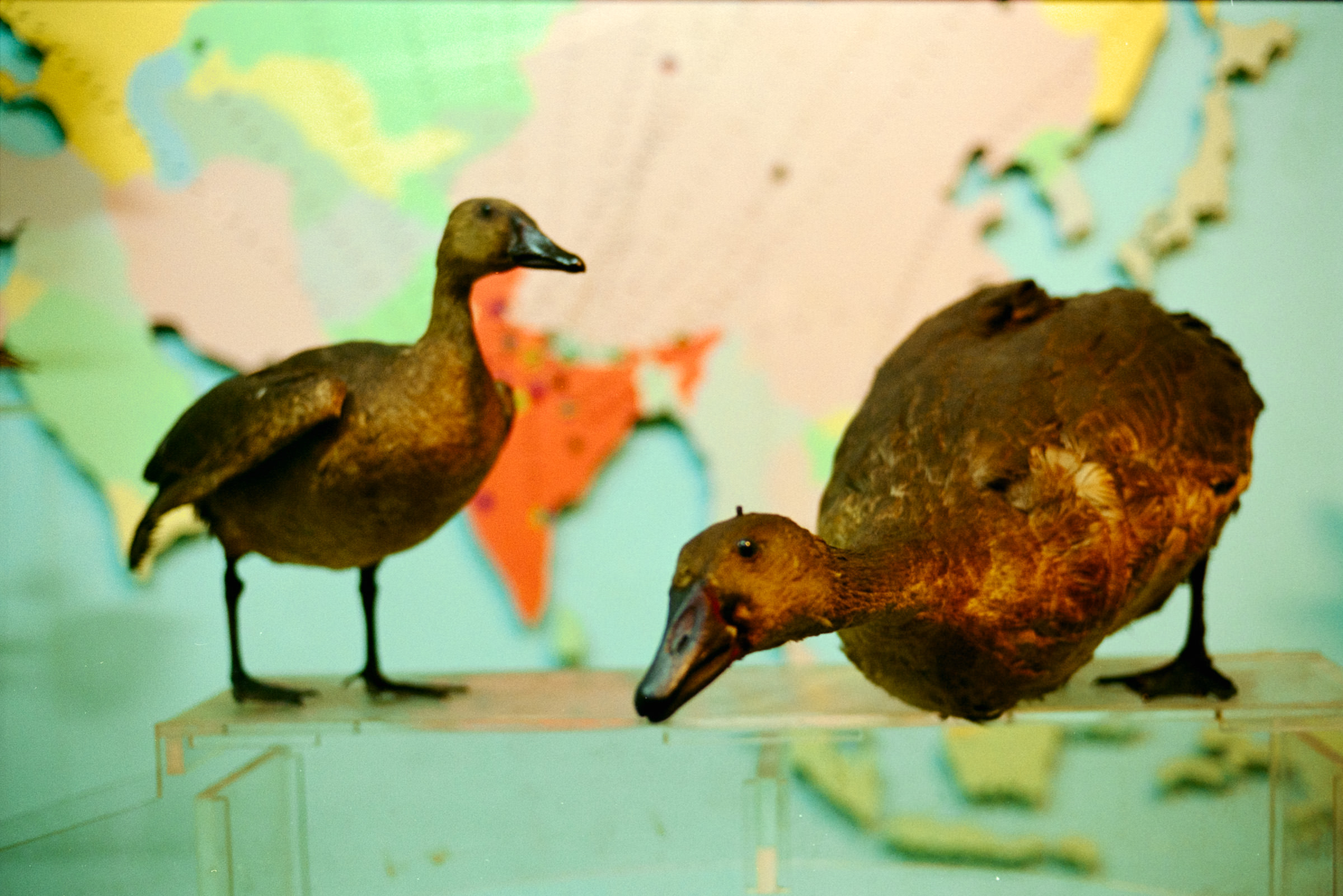 AHP film 2005 01 001 sc240825 img06 NLP